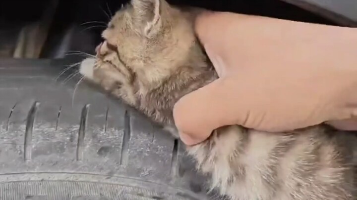 Di lokasi proyek, anak kucing yang ditemukan terus-menerus mengeong "meong meong meong"