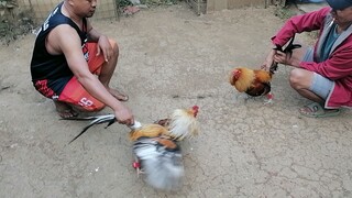 LILONG PUMKIN SWETER SPAR.. WPC WB..