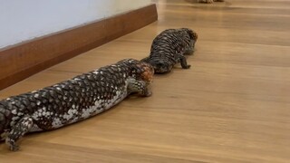 像粑粑一样的松果蜥，为什么这么贵呢？