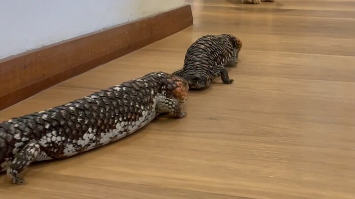 Kadal pinus yang bentuknya mirip kotoran, kenapa harganya begitu mahal?