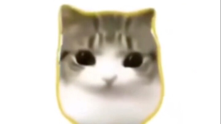 Silly cat skibidi