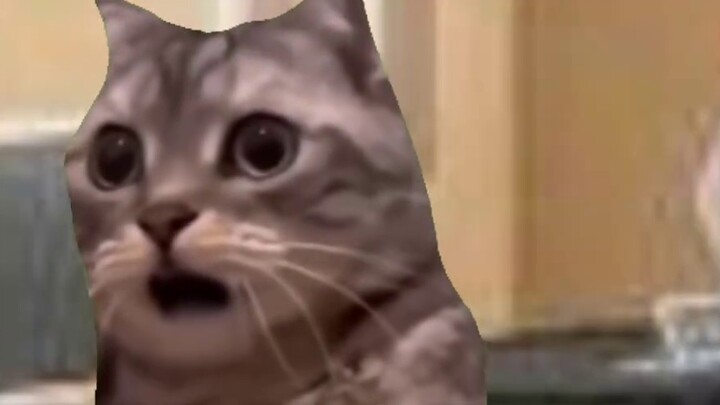 [Cat meme] My neighbor was scolded for having derma*s because the toilet was clogged... (First su