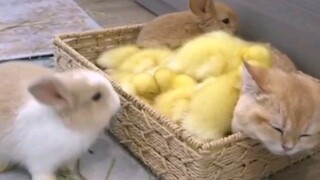 The cat insisted on squeezing into the duckling's nest, not caring about the noise. Later, the rabbi