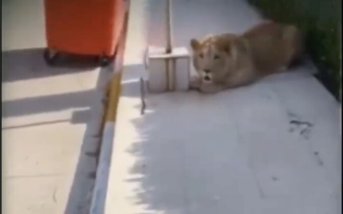 Golden Retriever: You sure have a big heart!