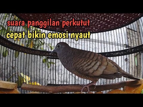 Perkutut lokal gacor suka emosian.