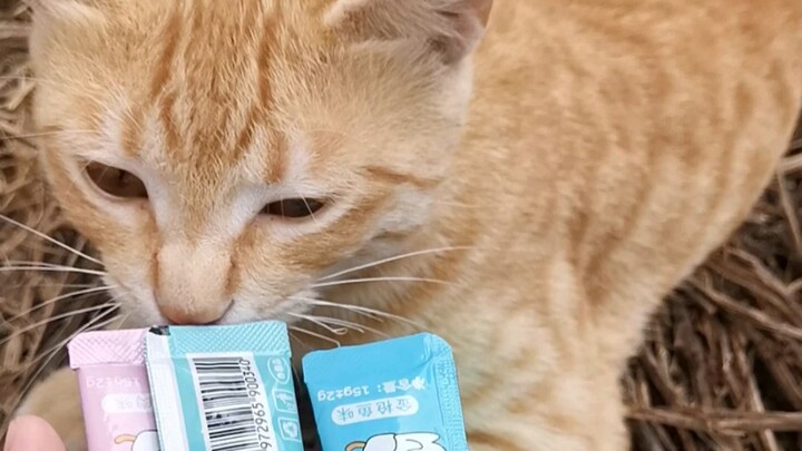 Kucing oranye kecil di desa baru pertama kali makan snack kucing!!