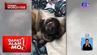 Clingy na aso, nang-agaw ng puwesto sa kama?! | Dapat Alam Mo!