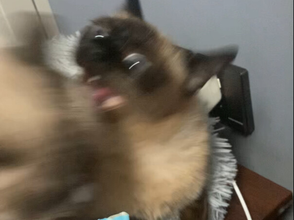 ابنتي تتحرك برشاقة مطلقة: تلتهم الطعام بينما تتفادى الهجمات بلا أي ضغط على الإطلاق!