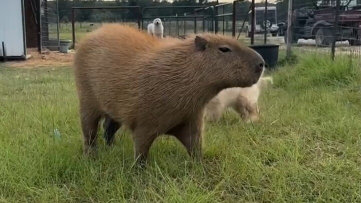 كابيبارا: الكلب الصغير لا يعرف حدودًا، فماذا عساني أن أفعل؟