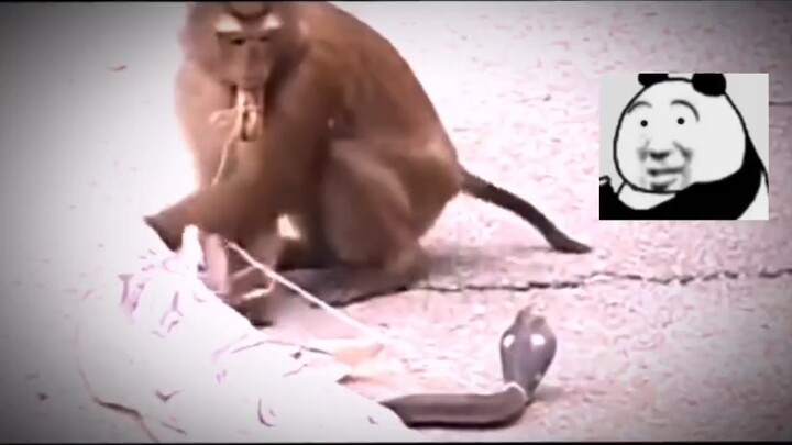 Scared senseless, the monkey downloaded the anti-fraud app overnight.