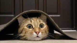 Life is weird, cats are cute