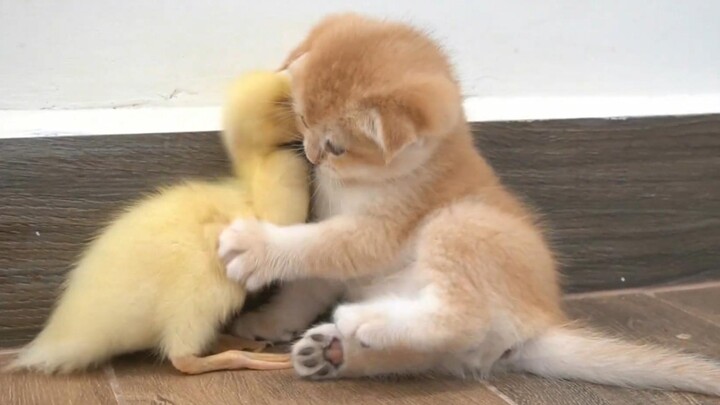 Anak bebek dan anak kucing susu saling berpelukan erat, takut si kucing kecil kabur—so cute!