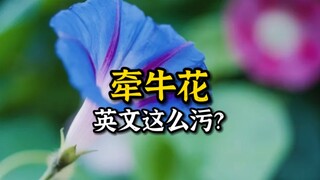 牵牛花的英文名，这么污？？