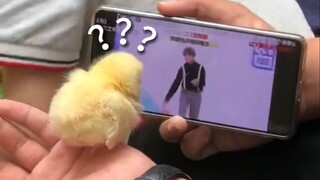 《动物迷惑行为大赏160》