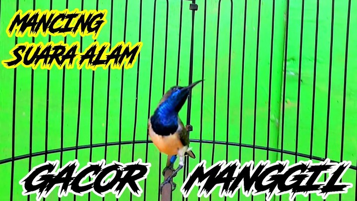 Sogon Gacor Suaranya Mancing Emosi Cepat Bunyi Sogon Lain Agar Gacor Ngeleper...!!!