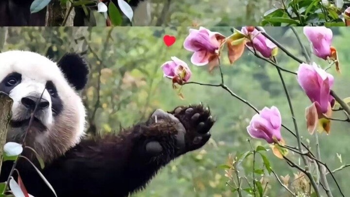 The bear picking flowers—so cute and playful—I’m totally head over heels for our national treasure!