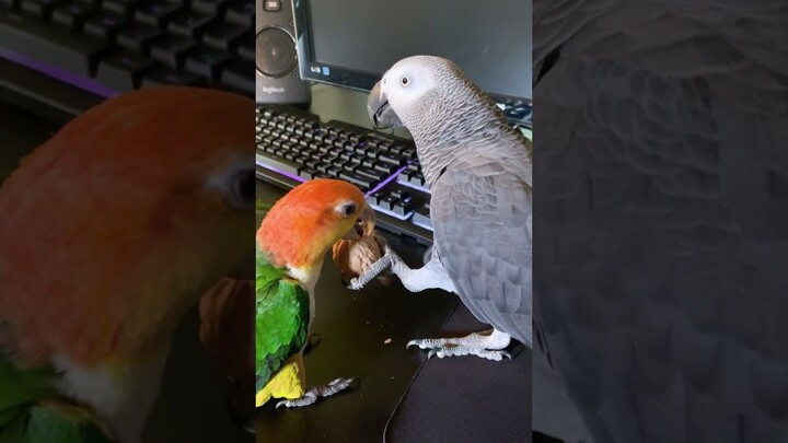 You guys can’t crack a walnut—just watch me!