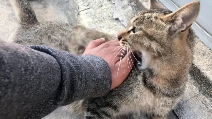 撸猫时，突然逆毛而上，猫：你是想屎了！