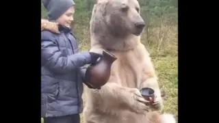 An alcohol drinking bearРђд & other funny animal videos