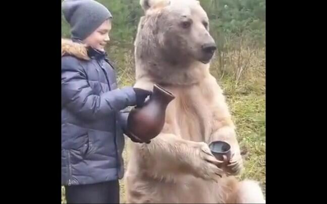 An alcohol drinking bear… & other funny animal videos