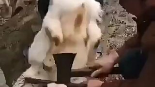 الخروف: استخدم رأسًا آخر يا أخي