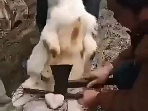 الخروف: استخدم رأسًا آخر يا أخي