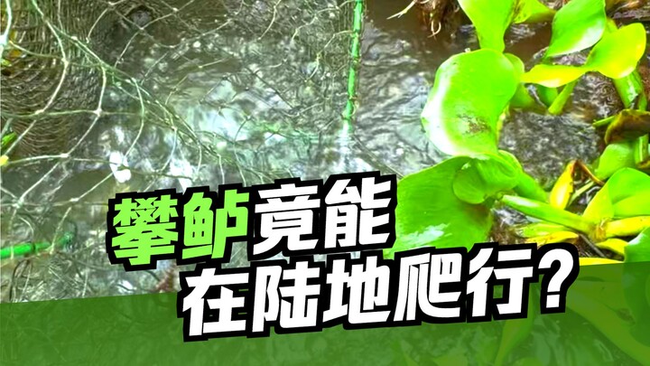 Cá trê Ai Cập đã giảm bớt, nhưng cá lau kính lại xuất hiện ngày càng nhiều