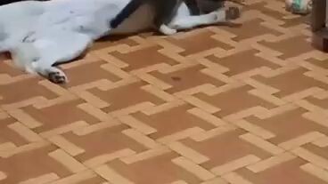 ang kulit ng kitten ko HEHEHE 🐈