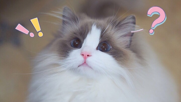 Có lẽ sen đã gặp phải một chú mèo “ngu ngốc”, đánh răng, tắm rửa, sấy lông, cạo lông, tiêm hay lấy m