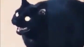 电报还没普及的时候，一般会通过训练黑猫来传递消息