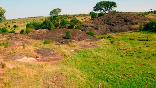 Lions Kings of the Savannah  Roar of the Wild 4K UHD Documentary(1080P HD)