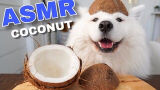 MAYA eats coconut ~ [Samoyed MAYA]