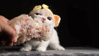 【Cute Pets】When a kitten are protecting its food...