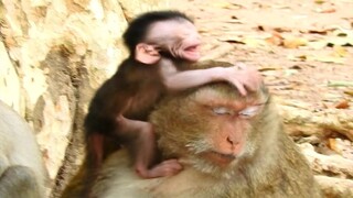 OMG, Baby Monkey Cry Loudly, What Problem With Baby Dito?, Pity Baby Monkey Cry Like That