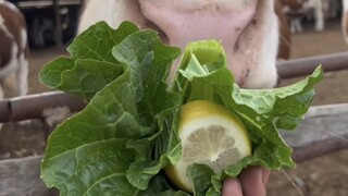 รายงานการกิน จุ๊บตูดฉันหน่อย