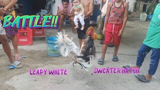 Leapy White VS Sweater Hatch Spar!!       JRP Gameyard