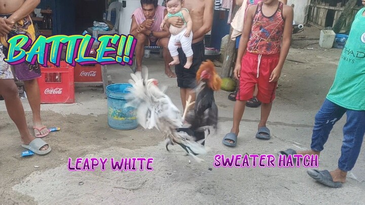 Leapy White VS Sweater Hatch Spar!!       JRP Gameyard