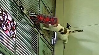 ฮาคิมี่ยังสามารถใช้งานแบบนี้ได้อีก