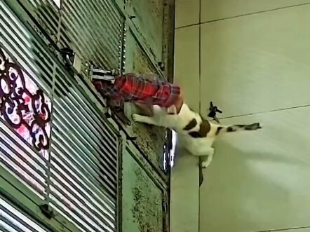 ฮาคิมี่ยังสามารถใช้งานแบบนี้ได้อีก