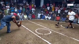 championship fight (tornado cross)win