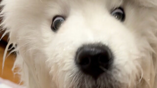 Clever Trick to Trick Puppies into Drinking Water