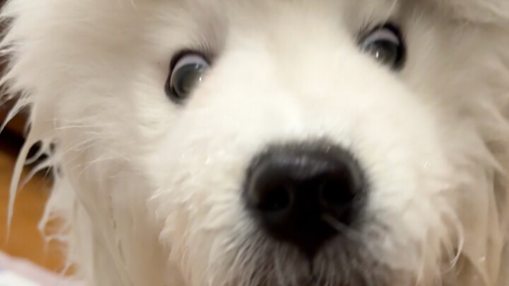 骗小狗喝水蠢妙招