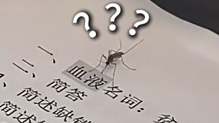 《动物迷惑行为大赏214》