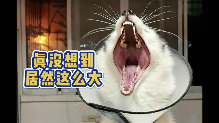 Có một người mẹ không chịu nghe lời, khiến tôi – Thất Thất – đến cơm cũng chẳng được ăn