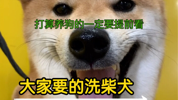 If you’re thinking of getting a Shiba Inu, this must-read guide is a must-watch!