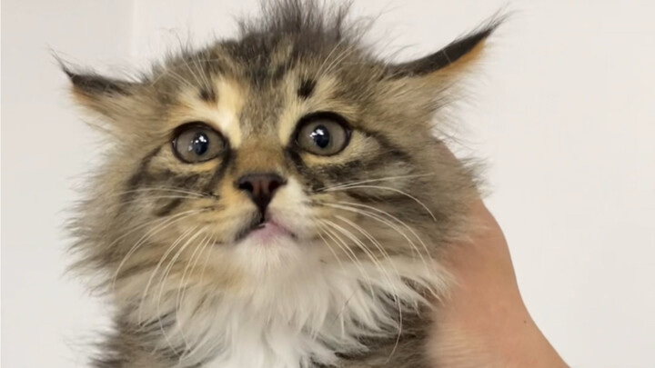 กำลังจะพาแมวหางขาดกับเจ้าลูกแมวลายจิ้งจอกขนยาวกลับไปที่ออฟฟิศ แต่เจ้าลูกแมวลายจิ้งจอกขนยาวขี้กลัวมาก