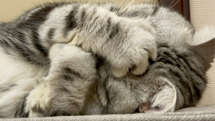 Kucing kecil yang langsung menutupi wajahnya setiap kali malas bangun, lucu banget～