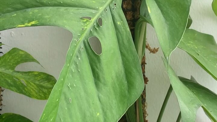 เยลโช่เฟลม ใบใหญ่