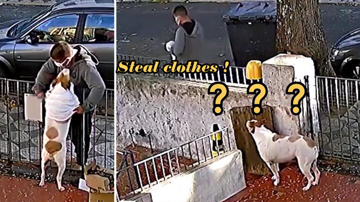 【Funny Videos】A Dog Gets Its Clothes Stolen by a Man!