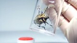 Apa yang Terjadi Saat Stink Bug dan Nyamuk Diletakkan Bersama?